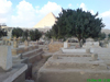 Large Trees in Cemetery, evidence of high water table existing for a long period of time.(Click here to view enlarged Photo)